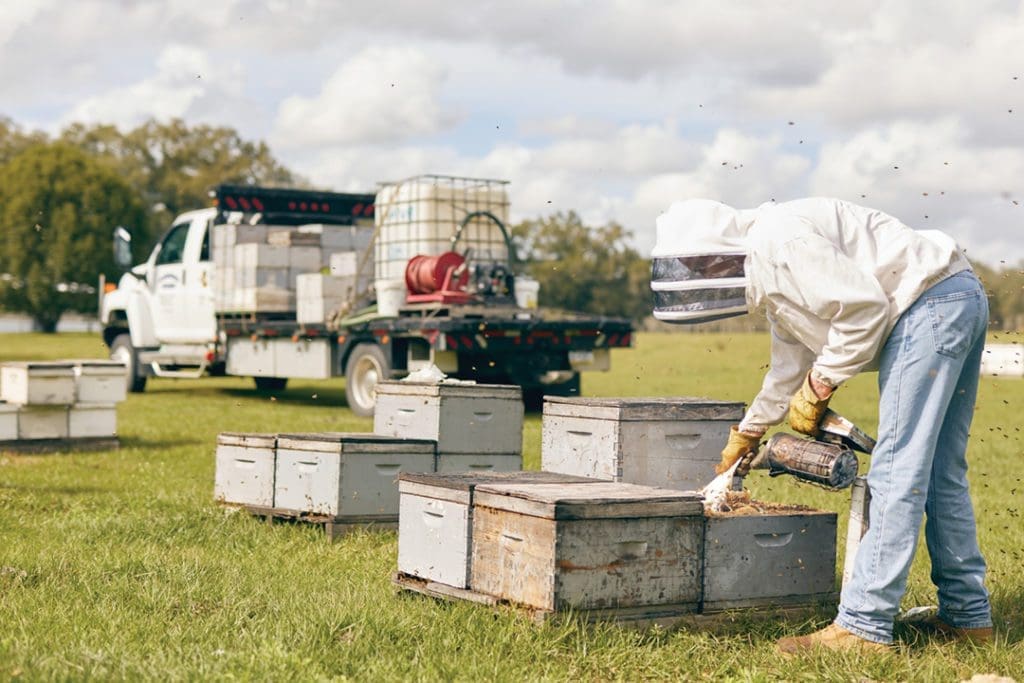 Why Florida Is on the Front Lines to Save Honeybees 2 BEES.V17 TIFF FlamingoMag Bees MBKoeth 1N3A0613