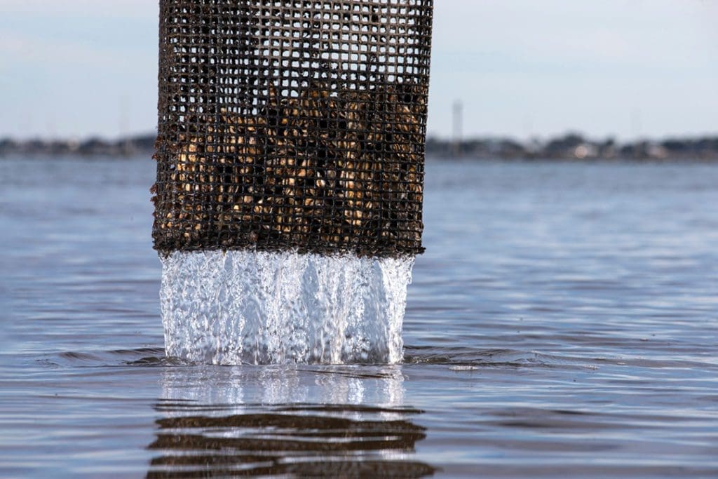 Meet the Farmers Leading an Oyster Revival on the Forgotten Coast 10 OYSTERS.V17.Oyster Farming 33 mw 011720