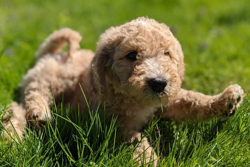 What I Learned From Road Tripping (With a Puppy) During a Pandemic 5 Finn plays in grass