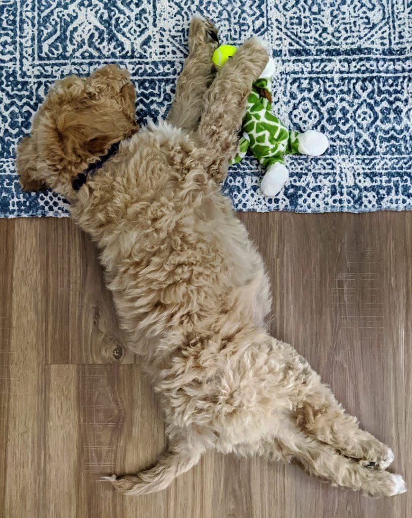 What I Learned From Road Tripping (With a Puppy) During a Pandemic 3 Finn sleeping