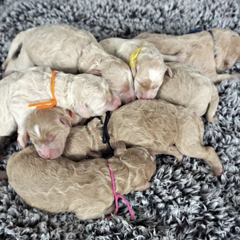 Labradoodle litter