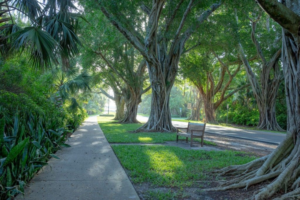x275x Bridge Road Tree Canopy Hobe Sound Florida