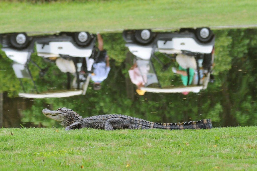 Gator Golf iStock 173839377