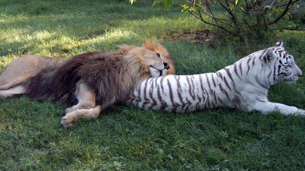 Carole Baskin on How Tiger King Got it All Wrong and Her Hopes for 2021 3 A lion lies on a white tiger's back.