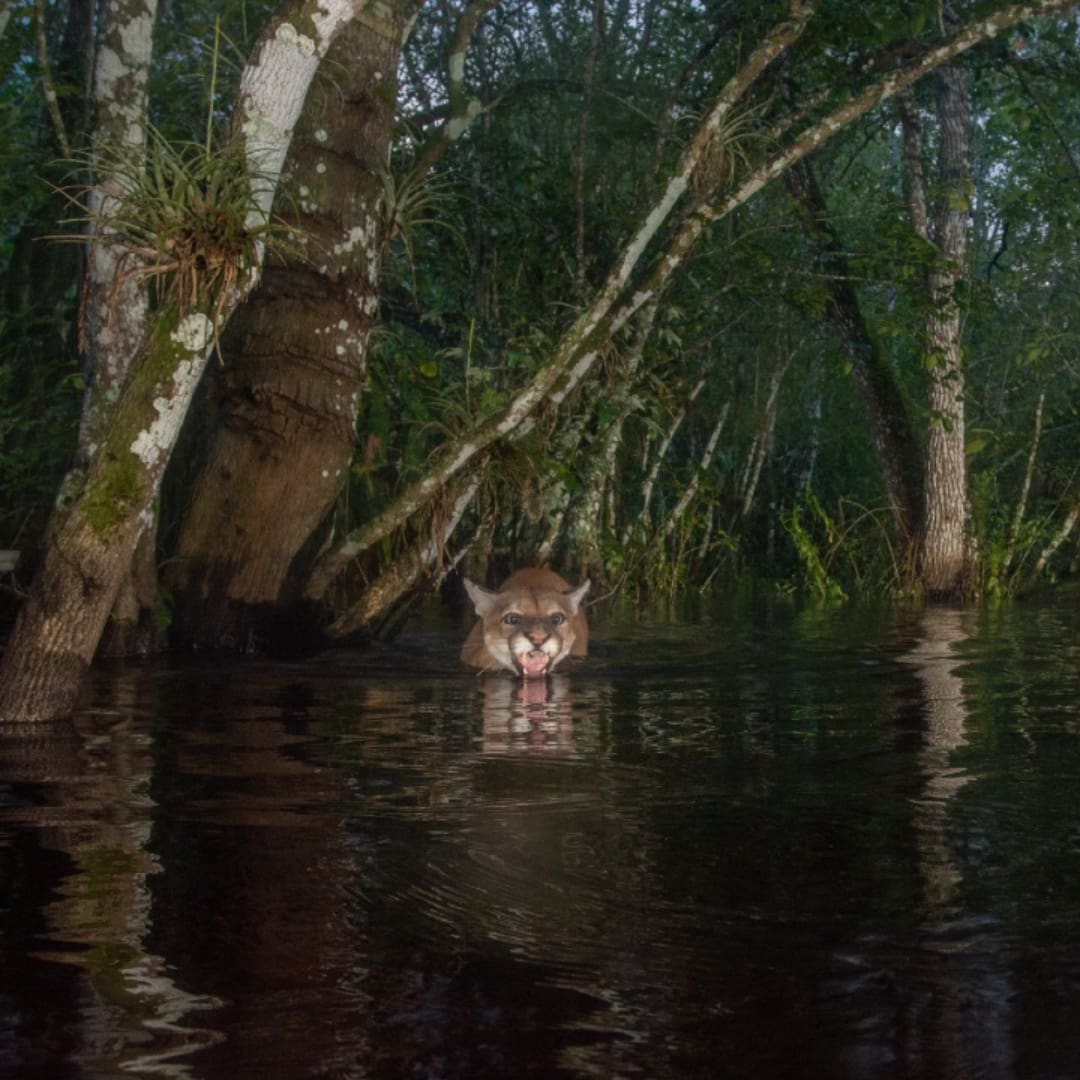 A panther's head emerges from water. In the foreground is a small stretch of dark water and in the background trees rise from the water behind the panther.