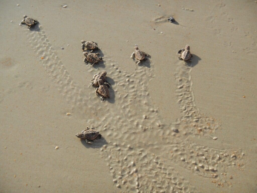 The Perfect Family Weekend Getaway is Hiding in Plain Sight 2 Turtles Sealife 1