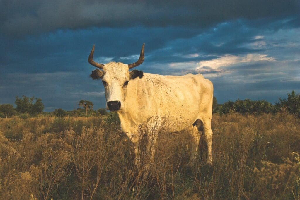 Cattle Country: Keeping up with the Cowboys in Florida 4 BANNER FEATURE.V19.CATTLE RANCHING.0283 FloridaCowboys043 2
