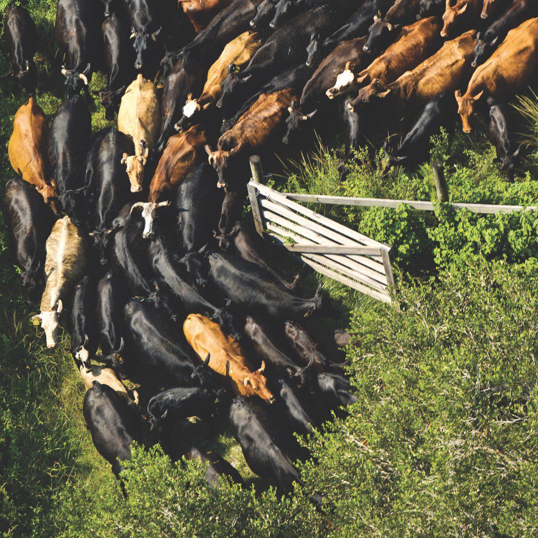 FEATIMAGE FEATURE.V19.CATTLE RANCHING.FloridaCowboys154