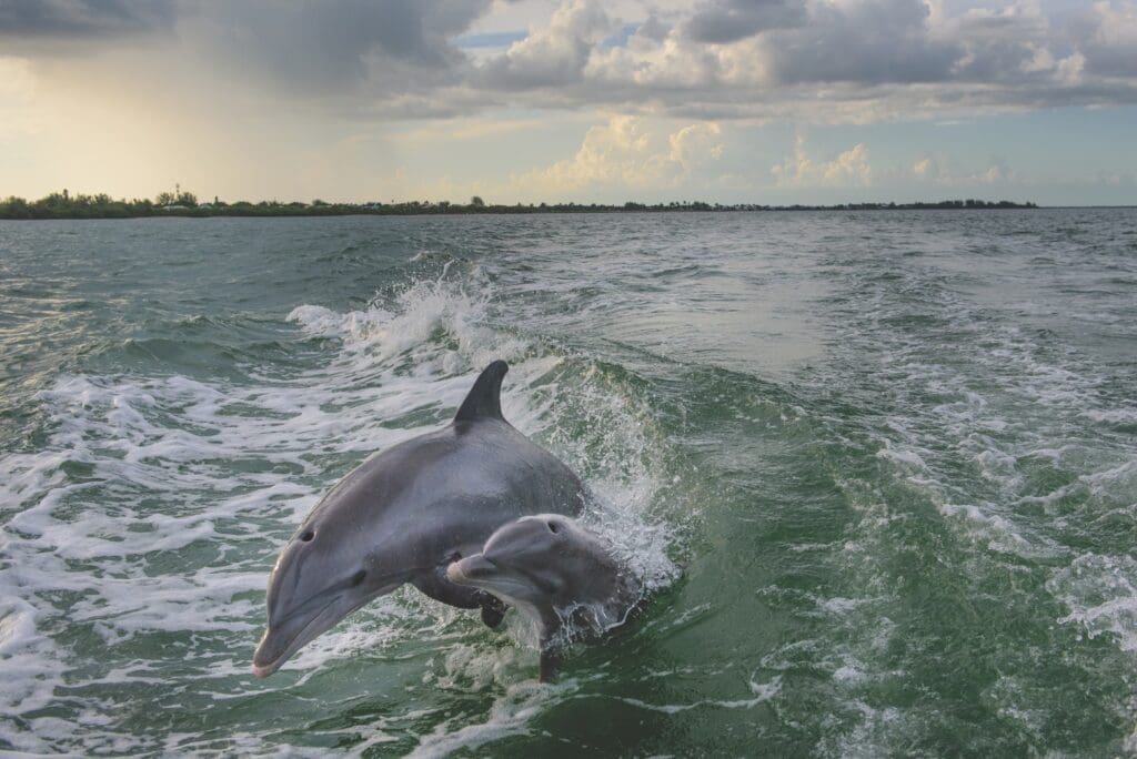 Carlton Ward Jr. Freezes a Rare Moment in Time with a Mother and Her Calf 1 FLORIDA WILD.V19.0495 CWard2015 40025