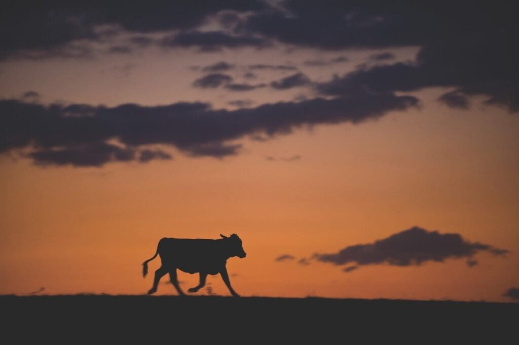 Cattle Country: Keeping up with the Cowboys in Florida 3 WEB FEATURE.V19.CATTLE RANCHING.CWard2008 09801