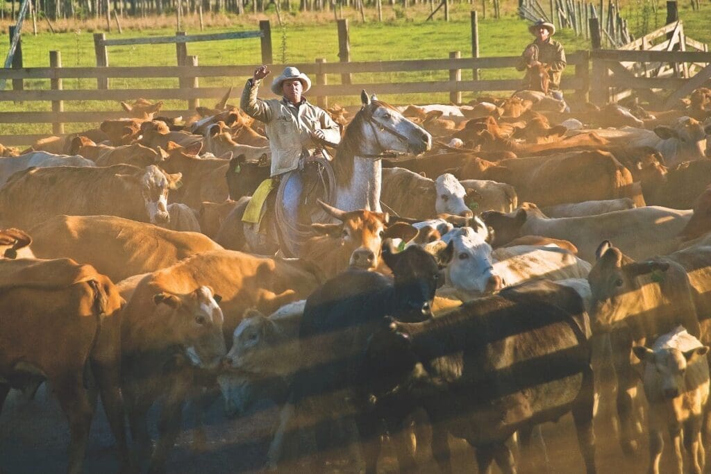 WEB FEATURE.V19.CATTLE RANCHING.FloridaCowboys129