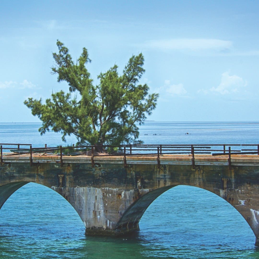 FEATUREDIMAGE FLORIDIANA.V21.Fred the Tree pc ucumari photography rev1