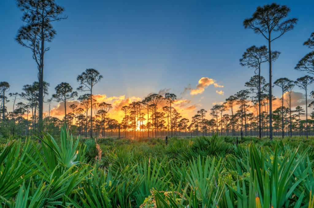 7 Wonders of Martin County: A Nature-Lover's Guide to the East Coast Oasis 1 MC jonathan image