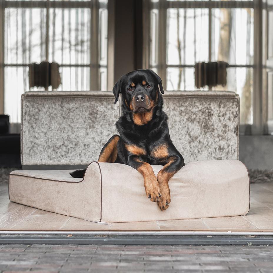 10 Florida-Made Pet Products That Are Just Doggone Cute 10 Bully Bed Taupe SILO