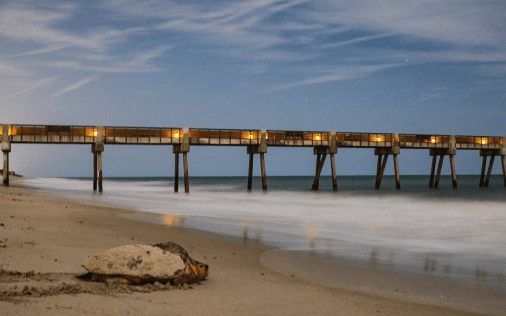 This Turtle-Friendly Town is the Perfect Eco-Vacation 3 IRC Image 3