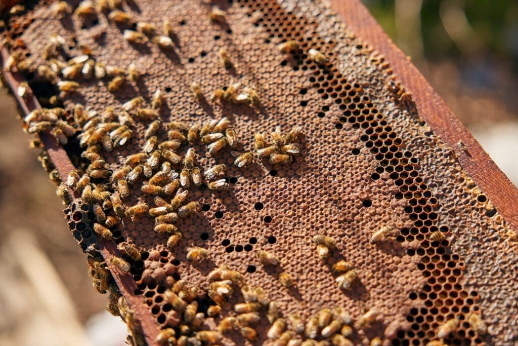 Florida's Iconic Tupelo Honey is in a Sticky Situation. Can Beekeepers Bring it Back? 4 PROOFS FlamingoMag Apalachicola MBKoeth 0L7A9774