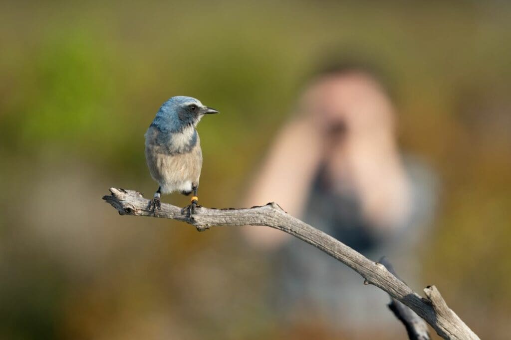 Celebrating Florida's Scrub Jay: A Conservation Success Story 1 fl wild edit