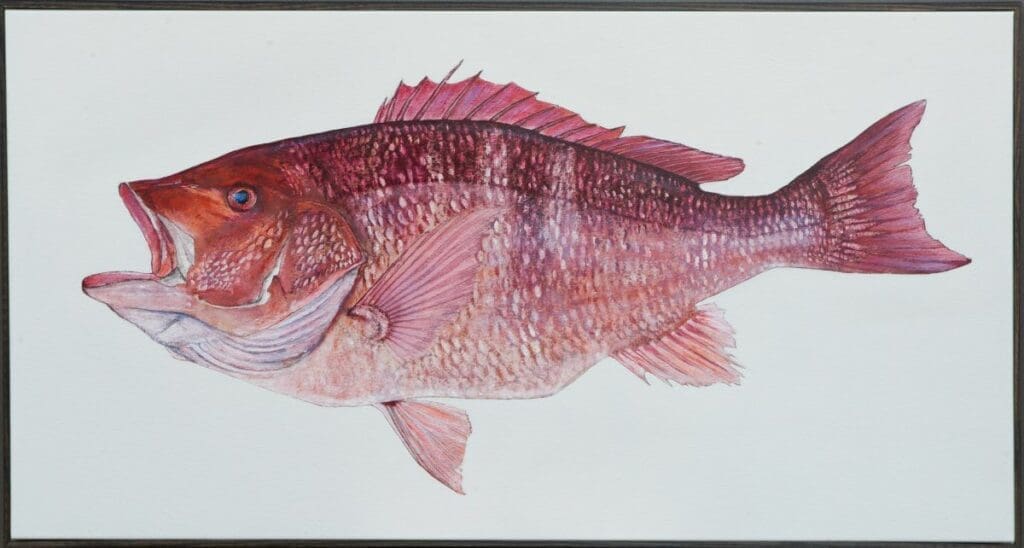 Discovering Gyotaku: The Art of Fish Blocking with Harley Van Hyning 2 red snapper edited