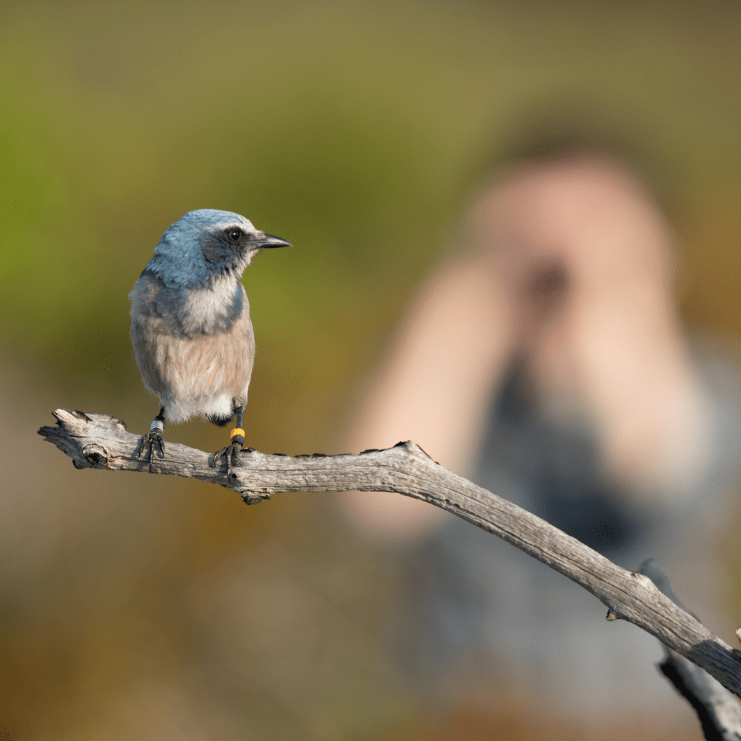 square scrub jay fl wild