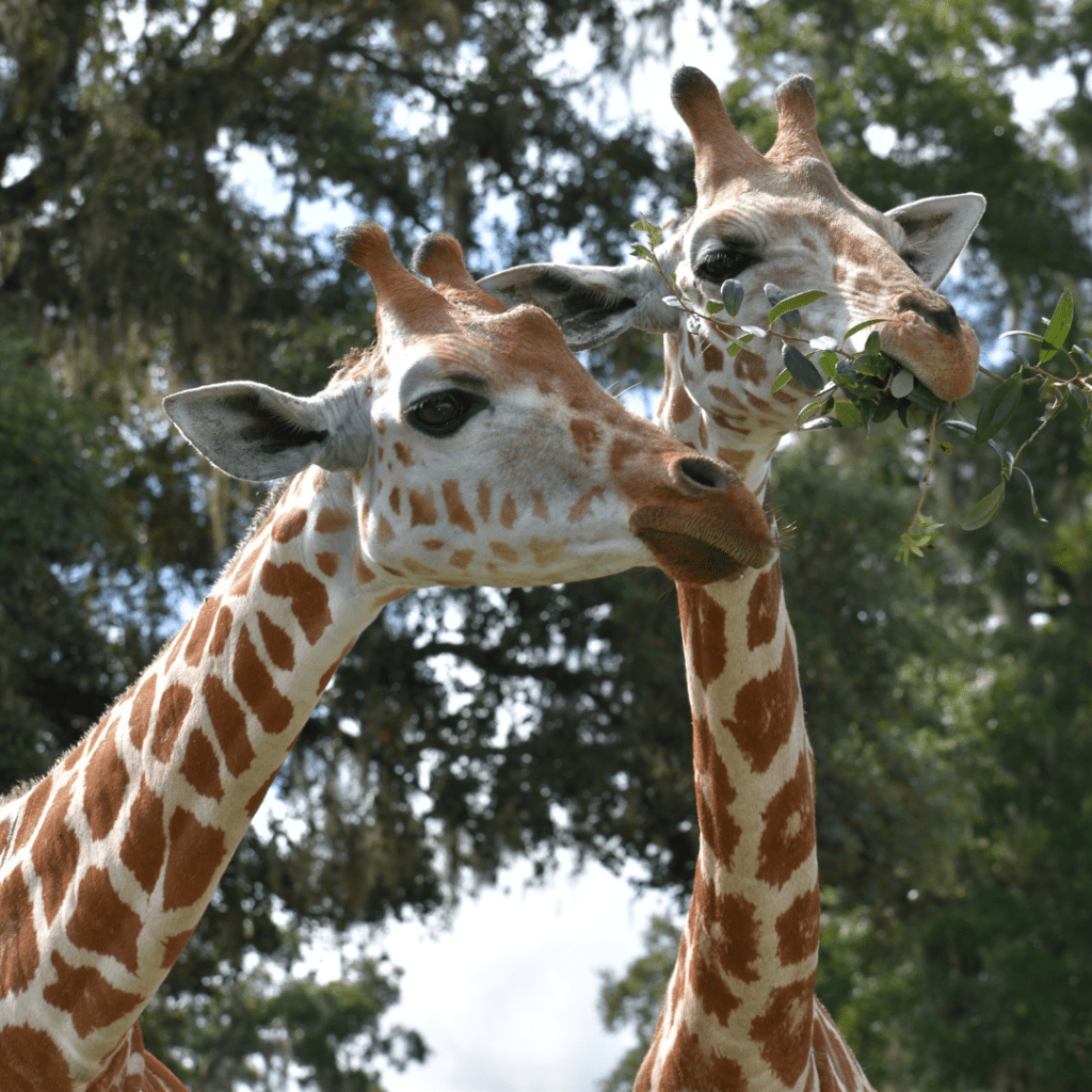 giraffes square