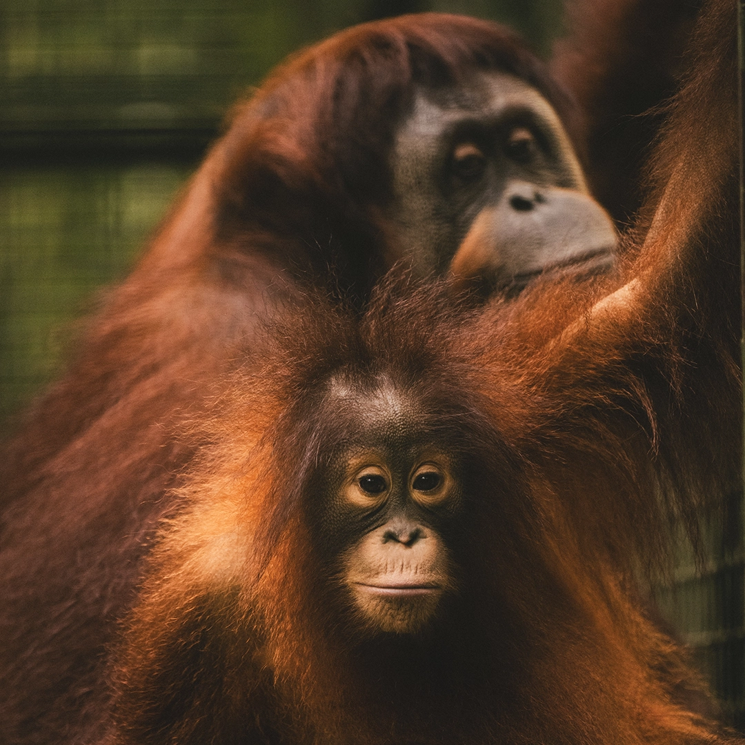 GreatApes Featured Flamingo