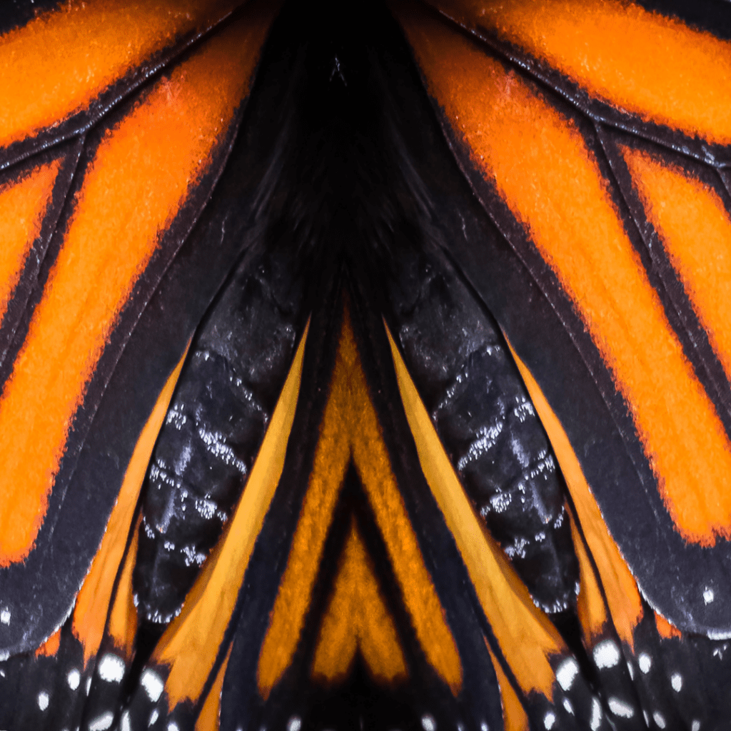Discover the Buzz in The Palm Beaches 7 monarch