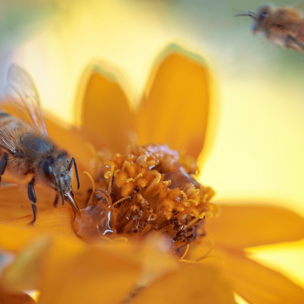 Discover the Buzz in The Palm Beaches 3 pollinators