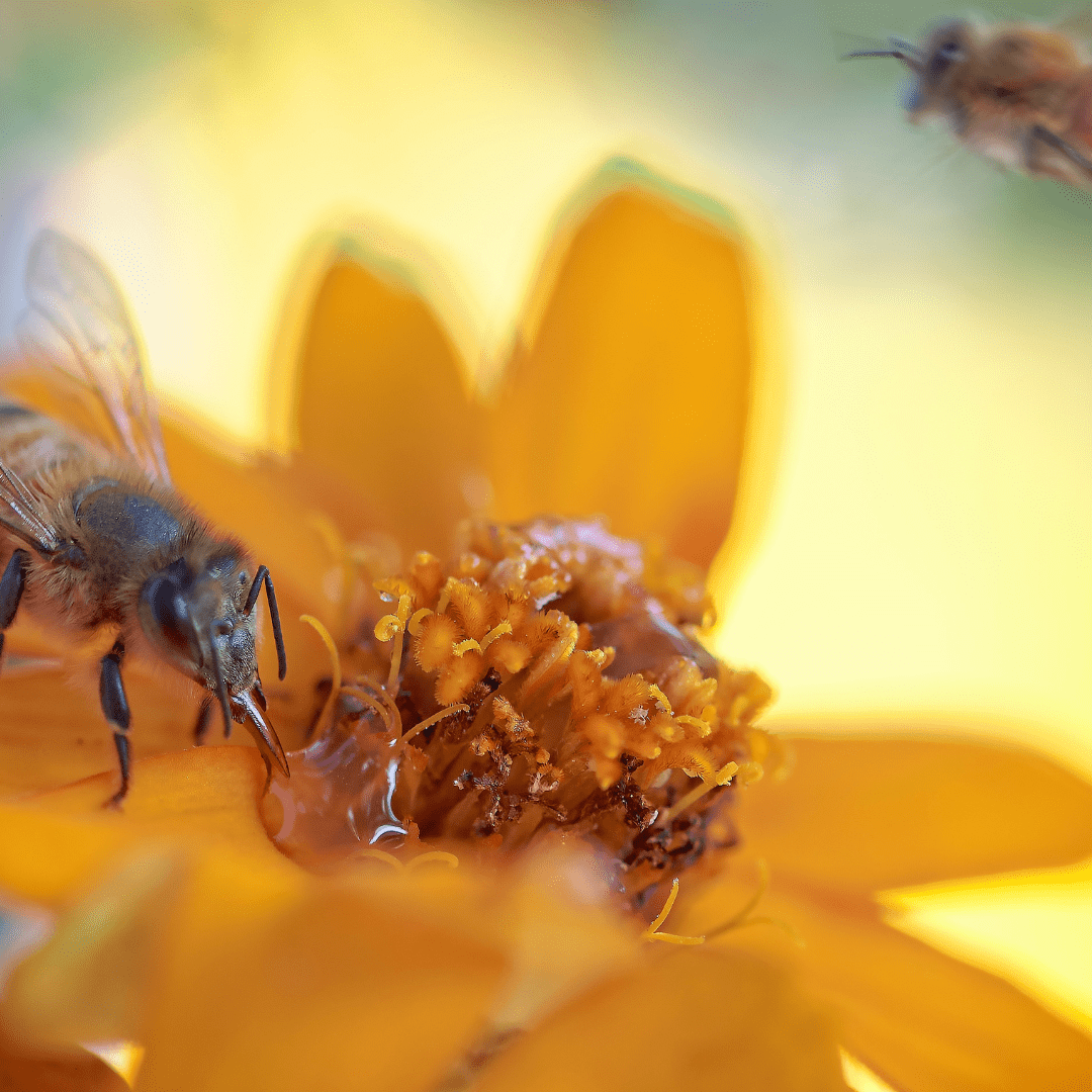 pollinators