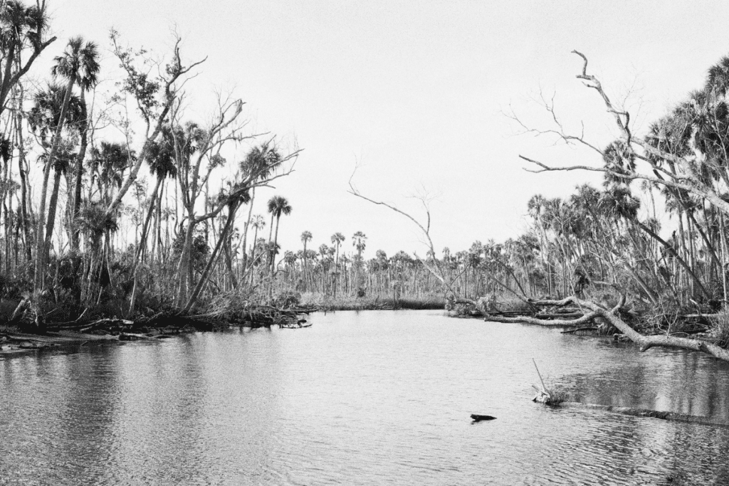 In Focus: Photographer Benjamin Dimmitt’s Lifelong Affair with Chassahowitzka 6 4 1