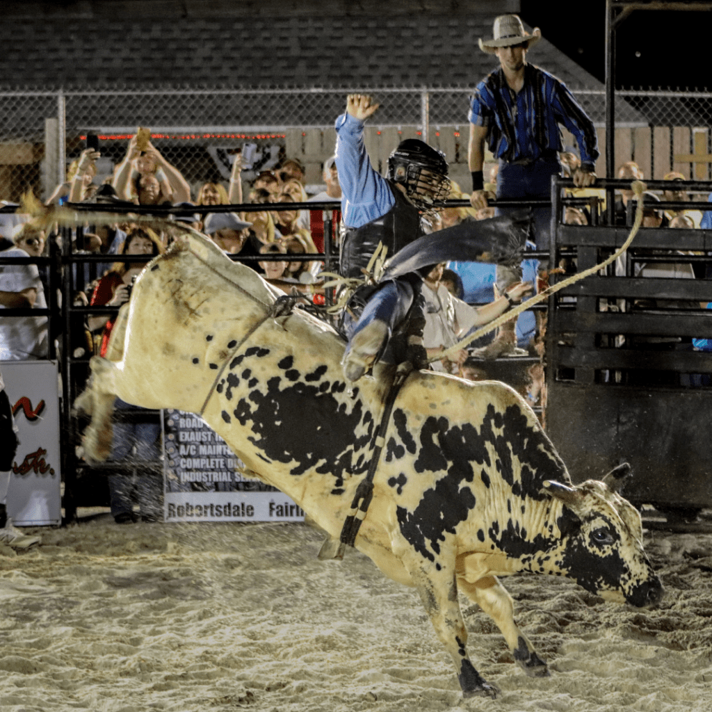 tide bulls on the beach canva