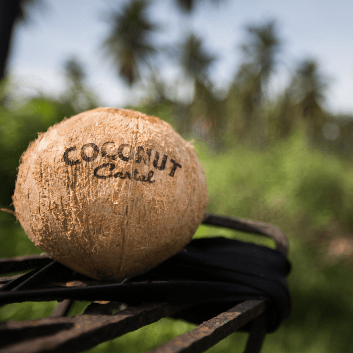 article photo canva cocnut 1 edited