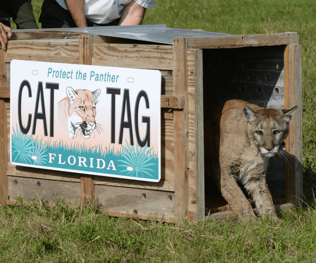 How the Fish & Wildlife Foundation of Florida Has Saved the Sunshine State 2 1 6