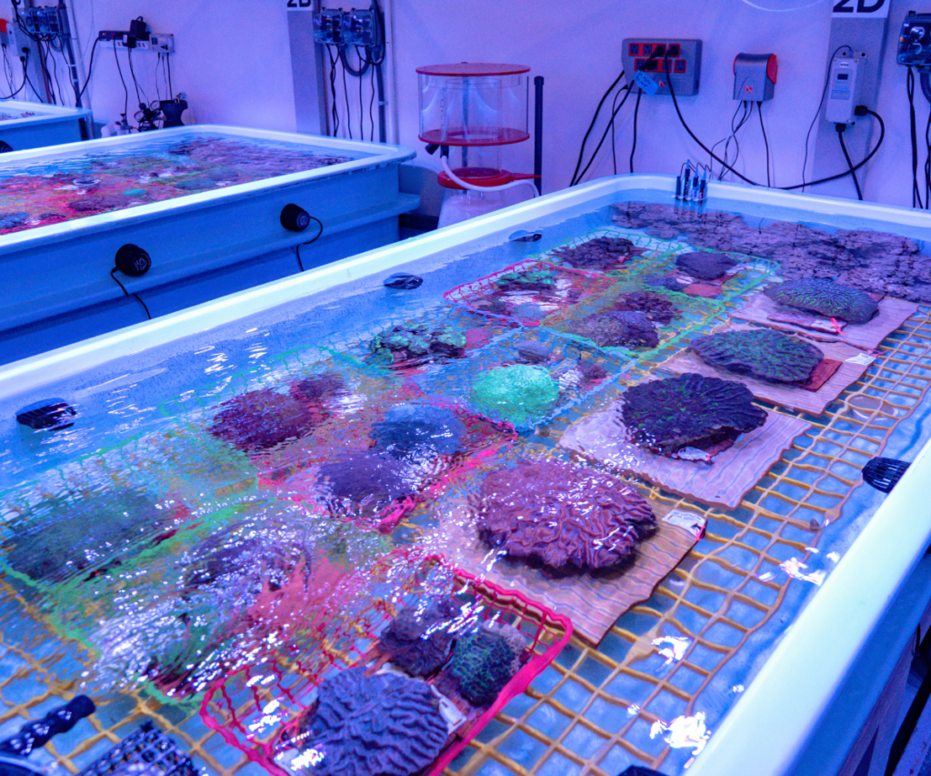 How the Fish & Wildlife Foundation of Florida Has Saved the Sunshine State 4 6