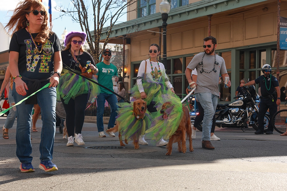 What To Do This February in Florida 1 Paw-di-gras in February