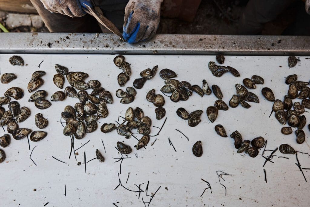 How Cainnon Gregg is Redefining Gulf Coast Oysters 4 shinydimes 0098