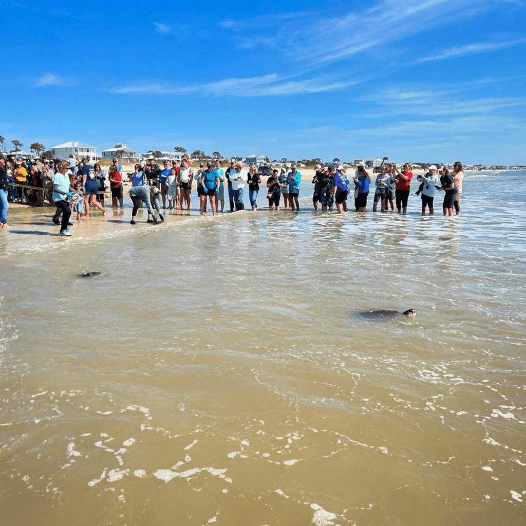 Saving Florida Sea Turtles Shell Shocked by January's Freeze 2 Florida sea turtles are released in Panama City Beach