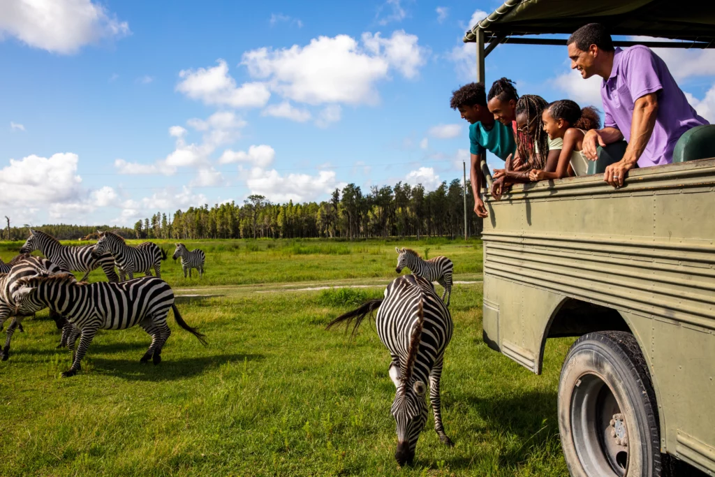 Five Unexpected Central Florida Adventures 2 Guests observe a herd of zebras from a tour vehicle.