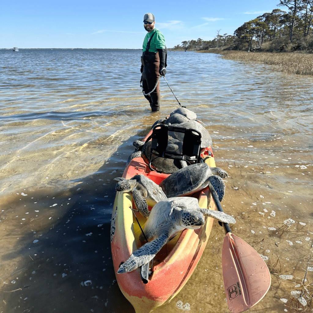 Saving Florida Sea Turtles Shell Shocked by January's Freeze 1 Volunteers rescue Florida sea turtles at Cape San Blas