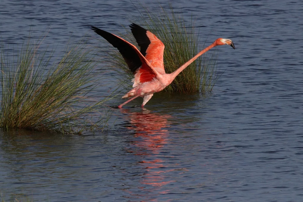 Pinky the flamingo