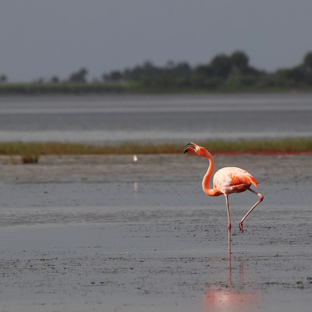 Pinky the flamingo