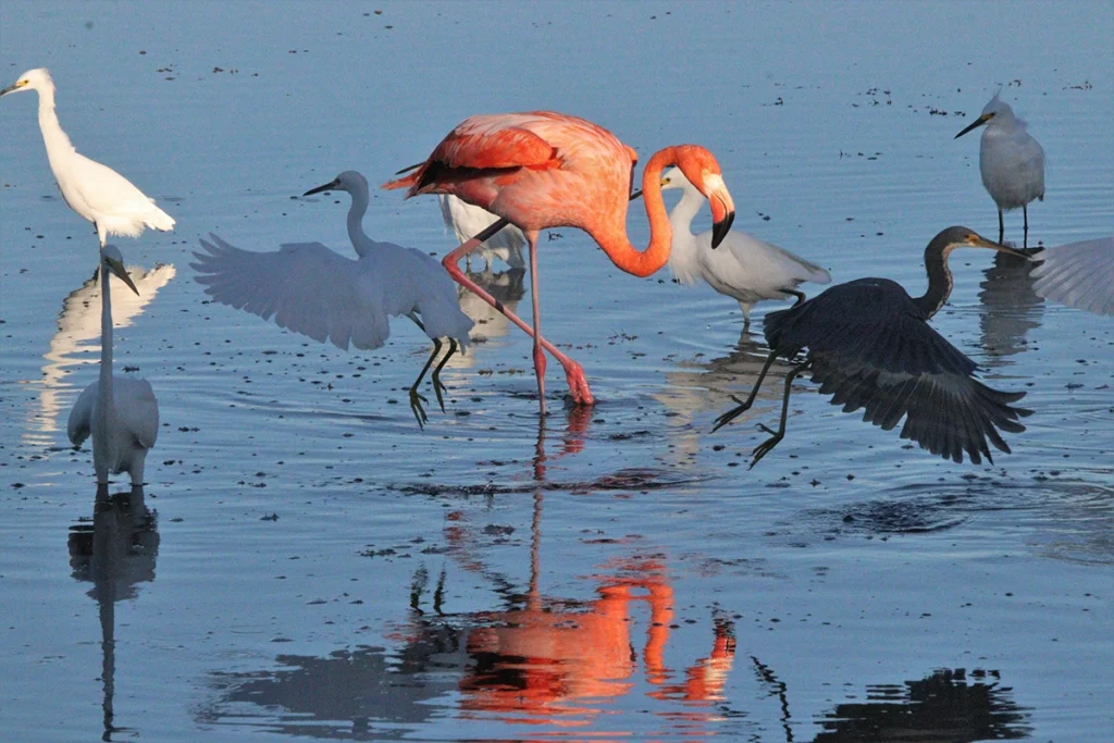 Pinky the flamingo