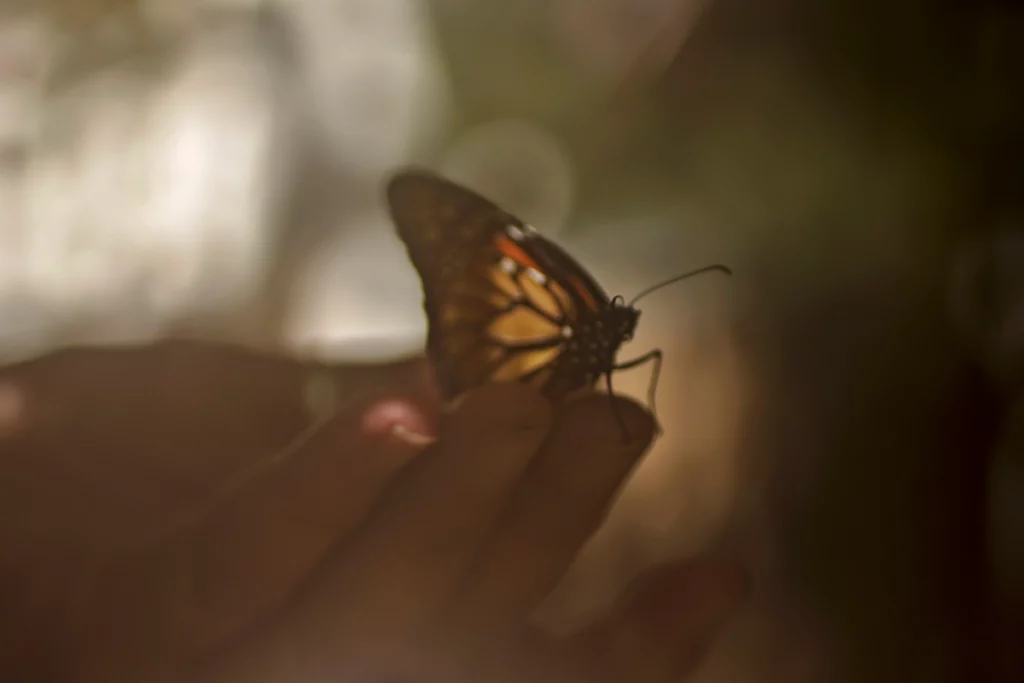 The Butterfly Effect: How At-Home Monarch Surgery Impacted an Entire Species 7 Butterfly on Hand