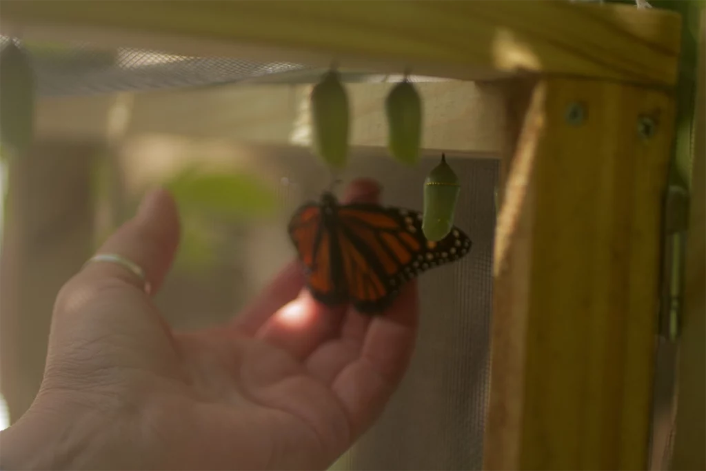 The Butterfly Effect: How At-Home Monarch Surgery Impacted an Entire Species 1 The monarch butterfly among chrysalises.