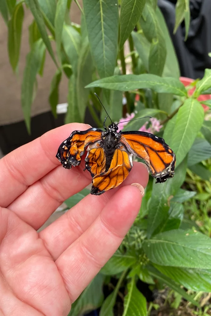 The Butterfly Effect: How At-Home Monarch Surgery Impacted an Entire Species 2 Crumpled Wings