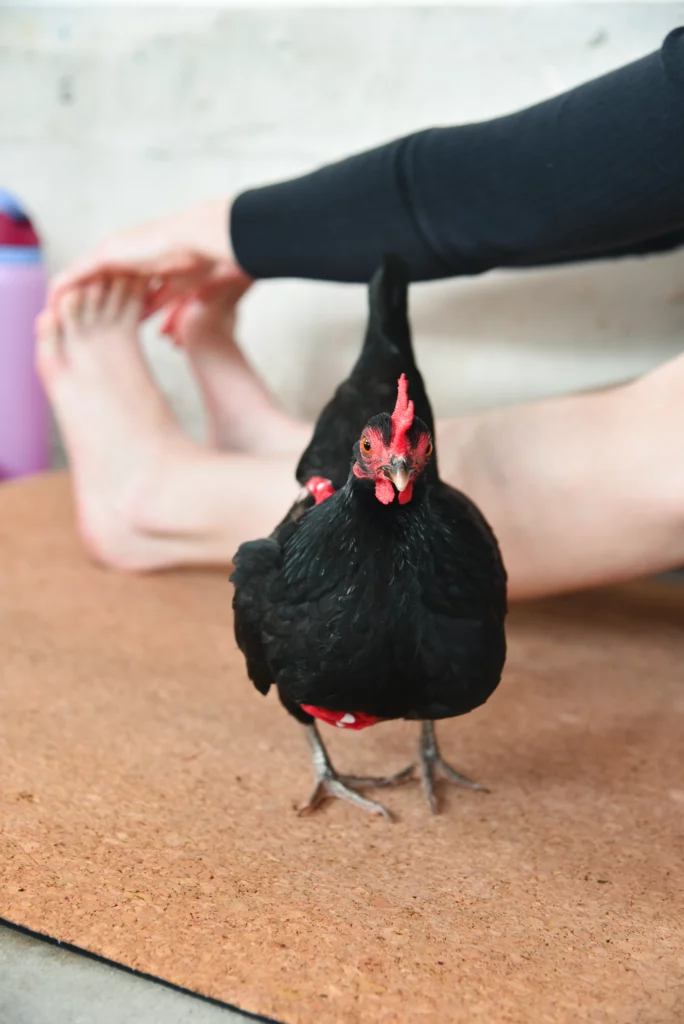 Take a Yoga Class With Street Chickens at This Boutique Hotel 3 DSC 5049 copy