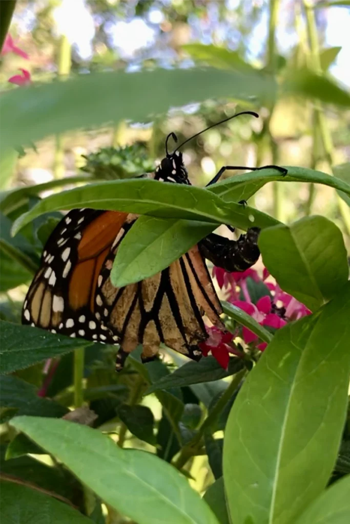 The Butterfly Effect: How At-Home Monarch Surgery Impacted an Entire Species 3 Diane, the Florida monarch butterfly, lays eggs on a milkweed plant