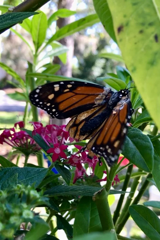 The Butterfly Effect: How At-Home Monarch Surgery Impacted an Entire Species 5 Diane's wings were pasted on from a deceased butterfly, giving her the ability to fly.