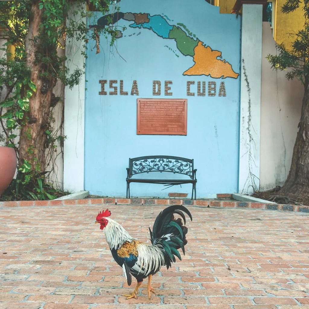 Florida's Feral Flocks: The Chickens of Ybor City and Key West 8 Flamingo ChickenFeatureImage 2025