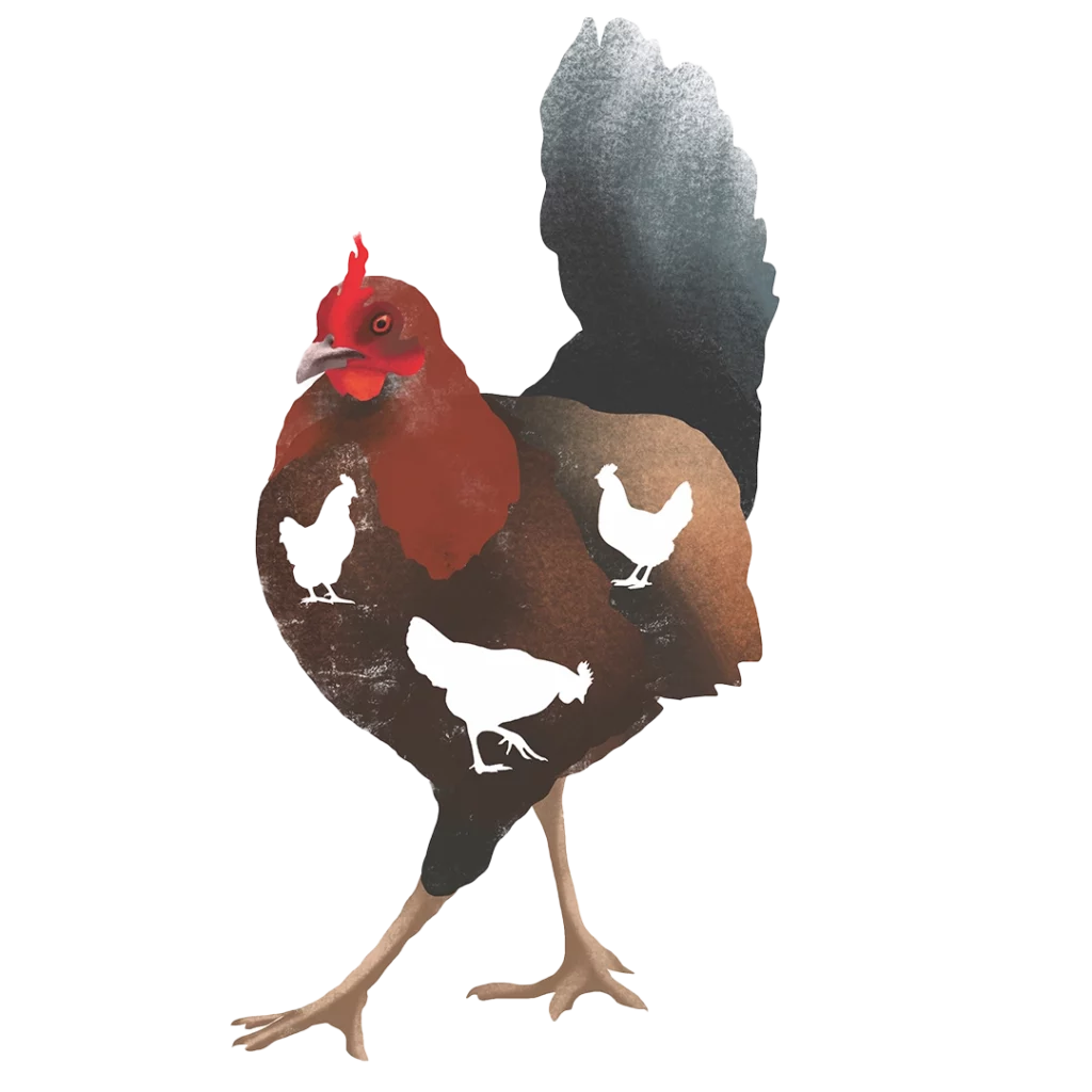 Florida's Feral Flocks: The Chickens of Ybor City and Key West 7 Flamingo ChickenIllo3 2025