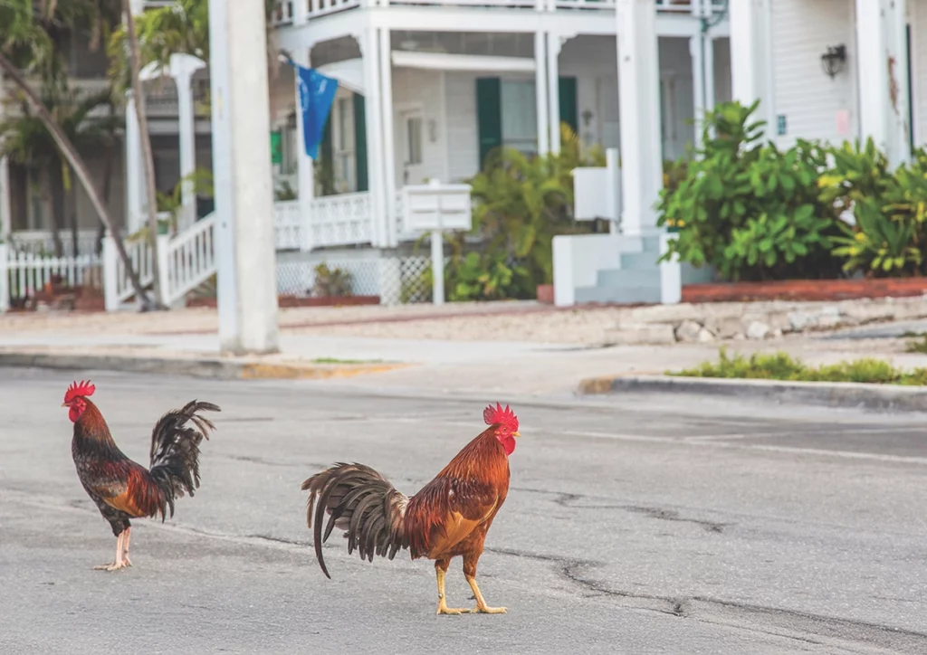 Florida's Feral Flocks: The Chickens of Ybor City and Key West 10 Flamingo ChickensDuvalStreet 2025